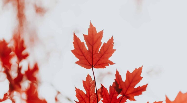 Malayali Immigration Consultant Surrey